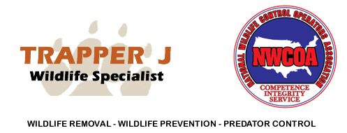 Bobcat Removal - Virginia Professional Wildlife Removal Services