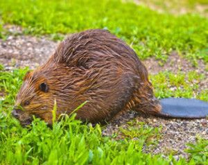 Animal Removal Professionals, Rodents, Beavers