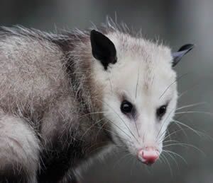 Opossum Removal and Control on Trapper J